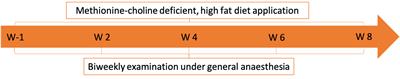 Clinical characterization of a hypersensitivity mixed bacterial and fungal dermatitis in a translational model of porcine NASH